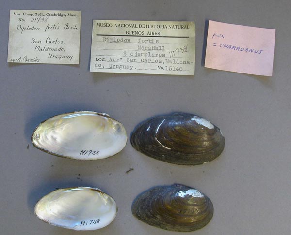 specimen