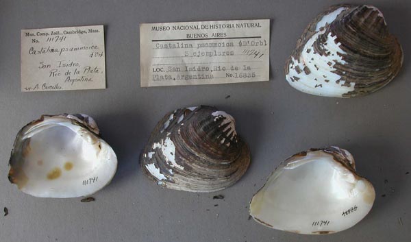 specimen
