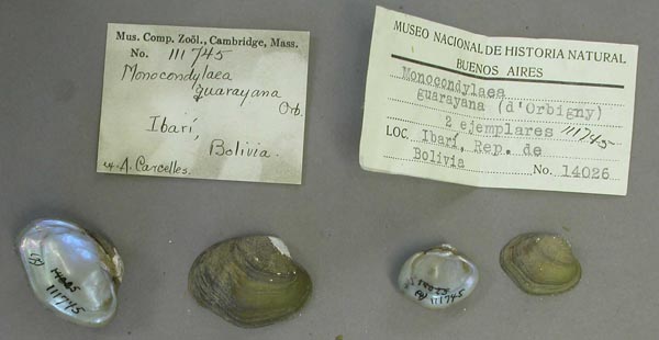 specimen
