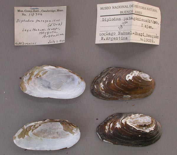 specimen