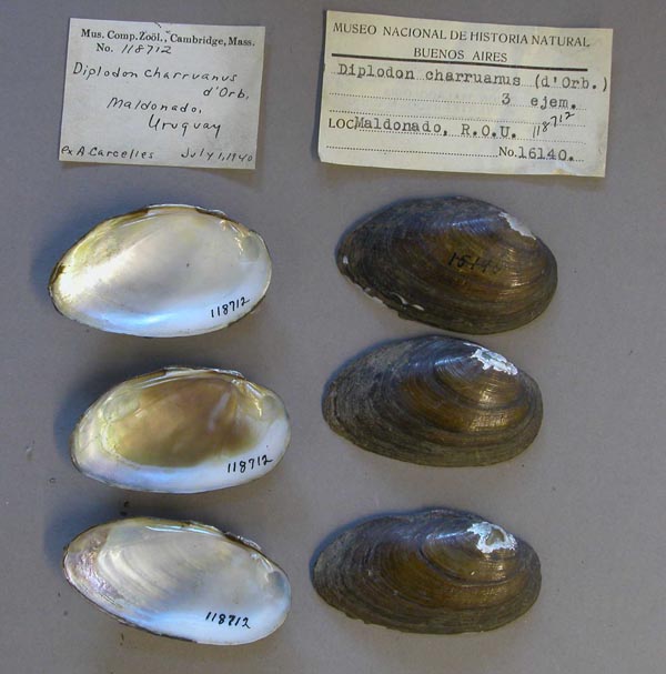 specimen