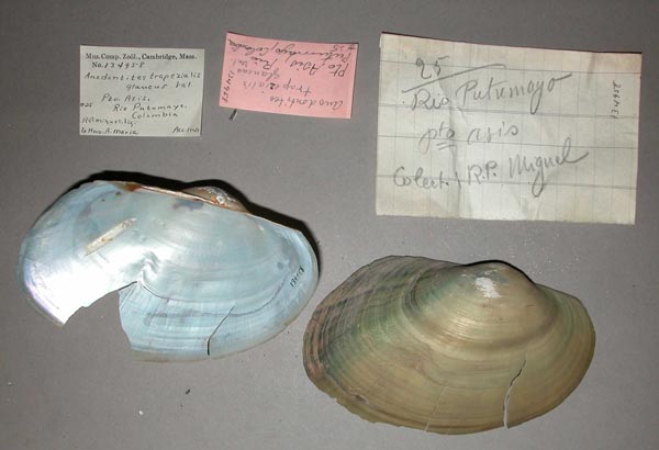 specimen