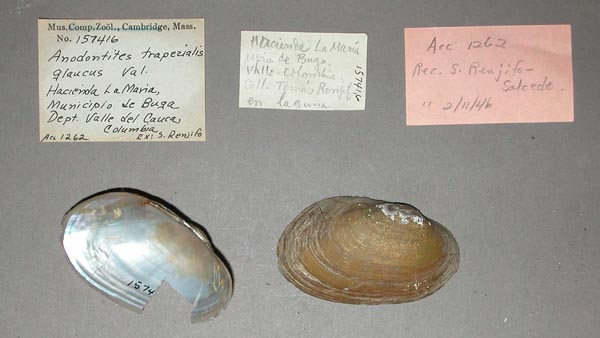 specimen