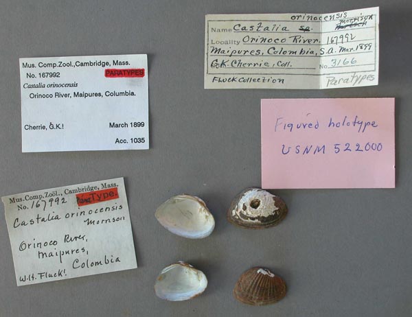 specimen
