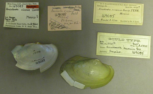 specimen