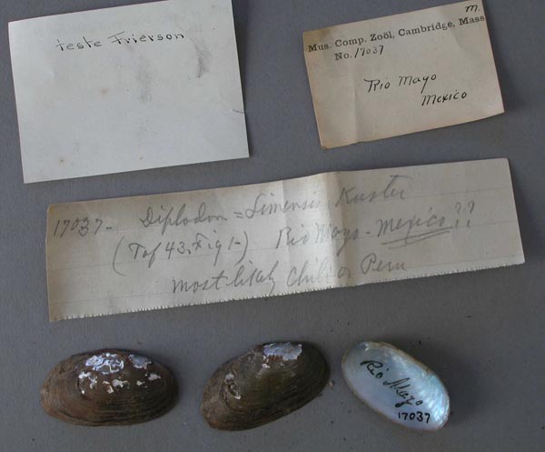 specimen