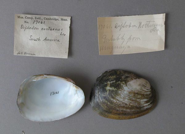 specimen
