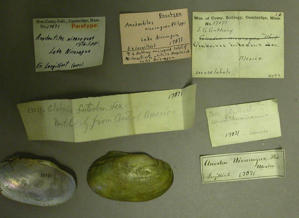 specimen