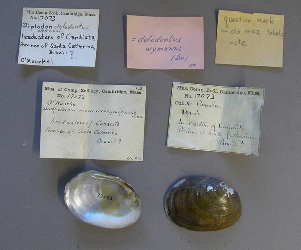 specimen