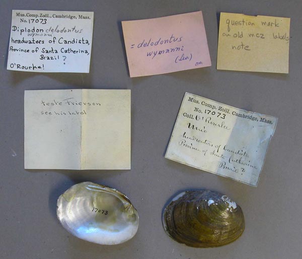 specimen
