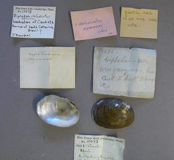 specimen