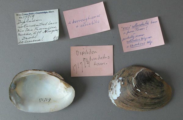 specimen