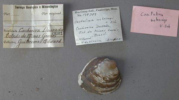 specimen