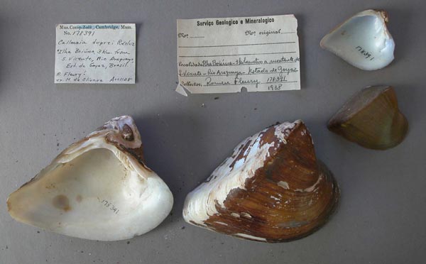 specimen