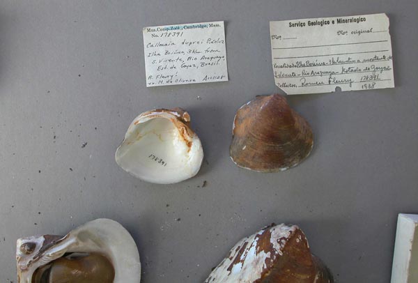 specimen