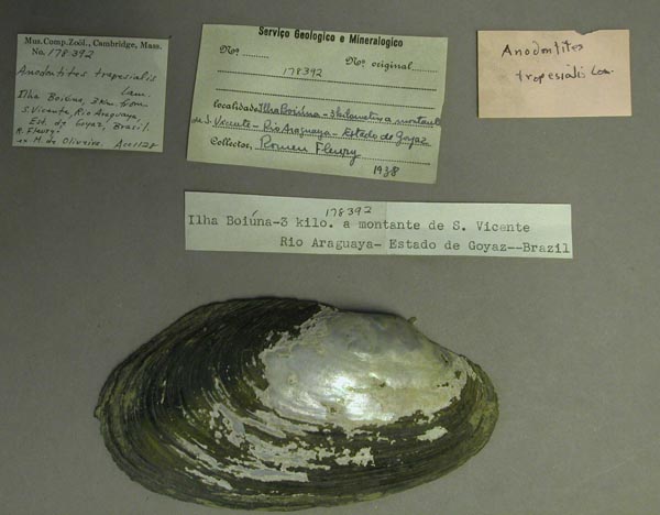 specimen