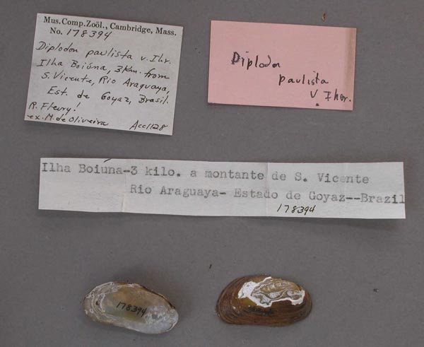 specimen