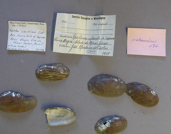 specimen