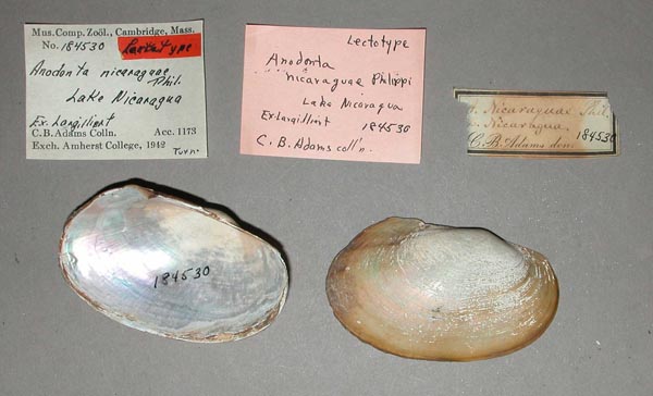 specimen