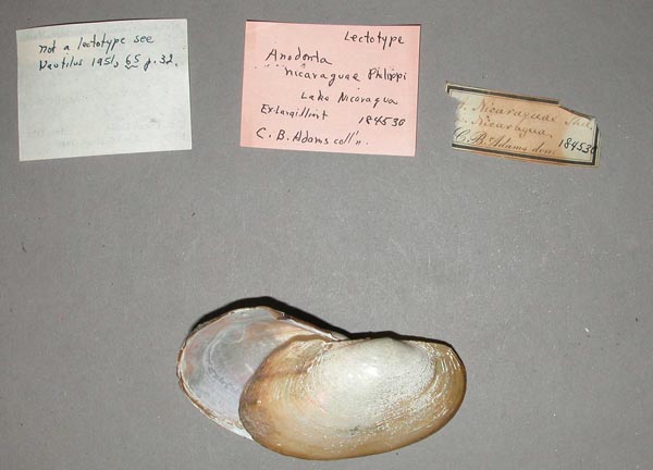 specimen