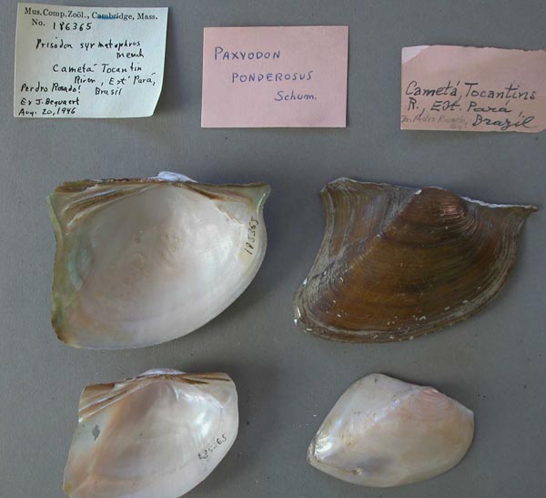 specimen