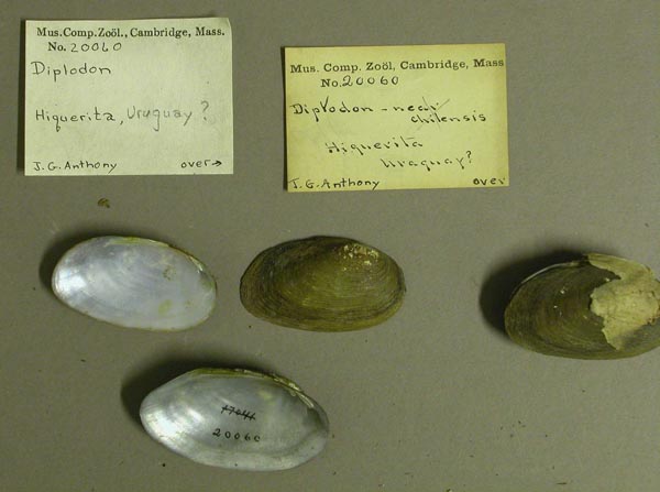 specimen