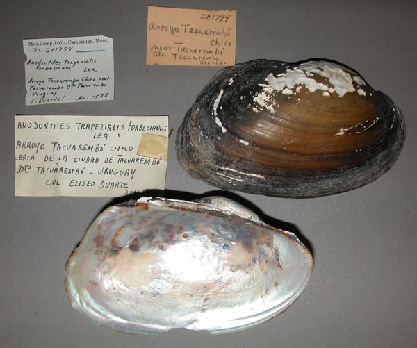 specimen
