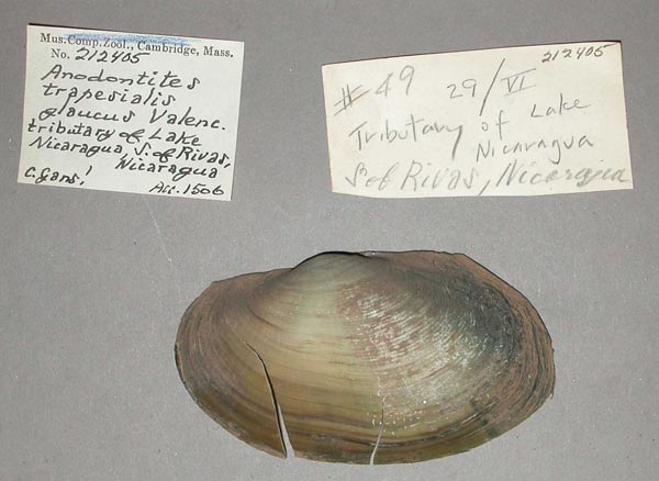 specimen