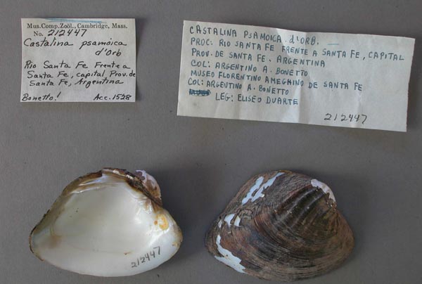 specimen