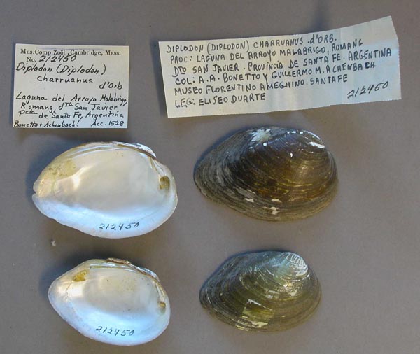 specimen