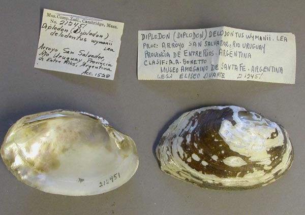 specimen