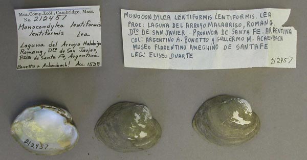specimen