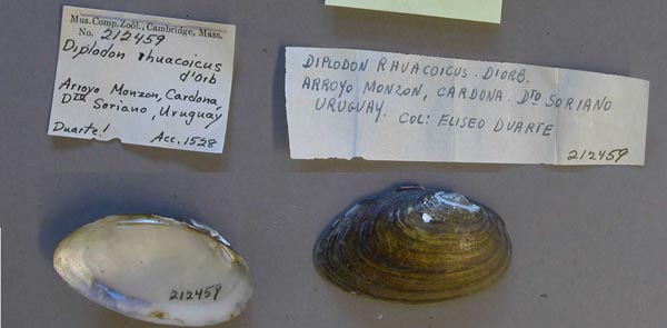 specimen