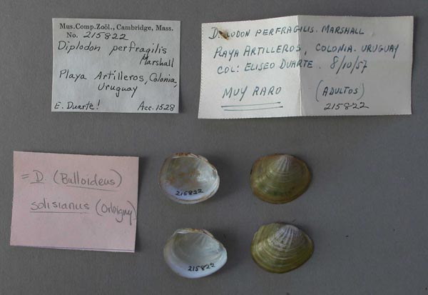 specimen