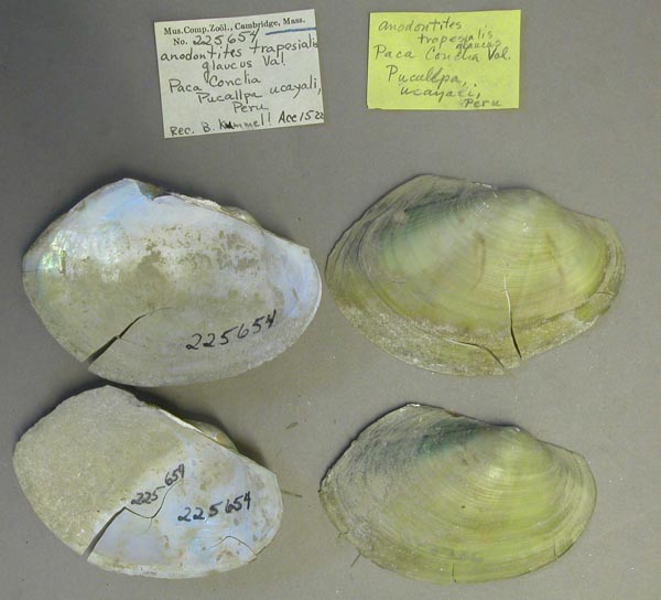 specimen