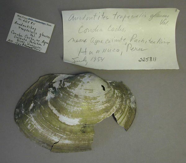 specimen