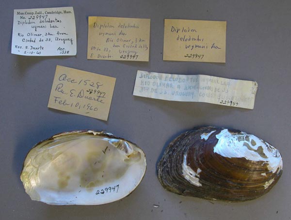 specimen