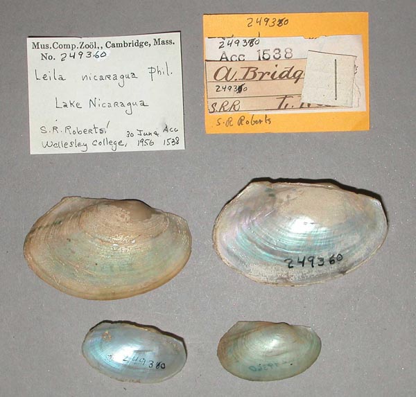 specimen