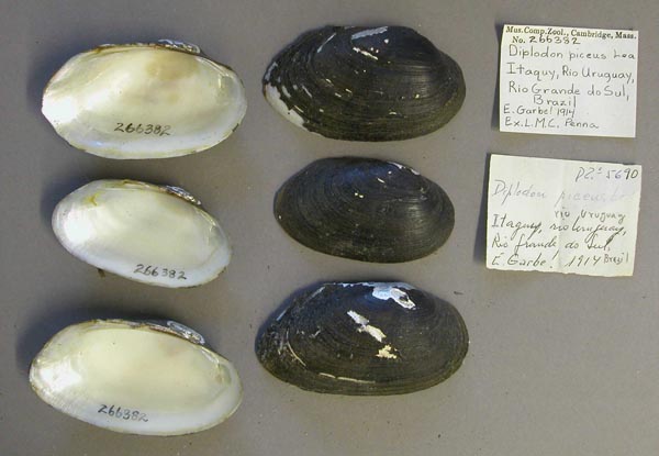 image of lot MCZ_266382 image of lot MCZ_266382