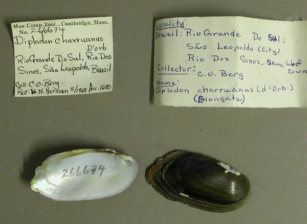specimen