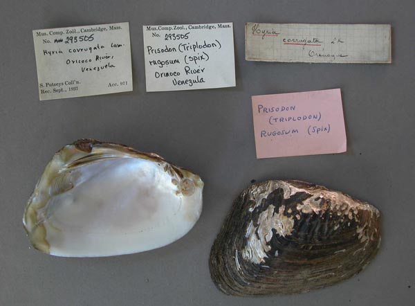 specimen