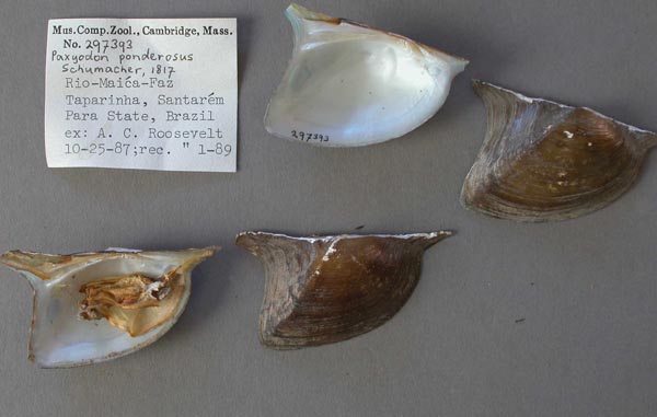 specimen