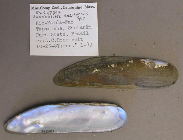 specimen