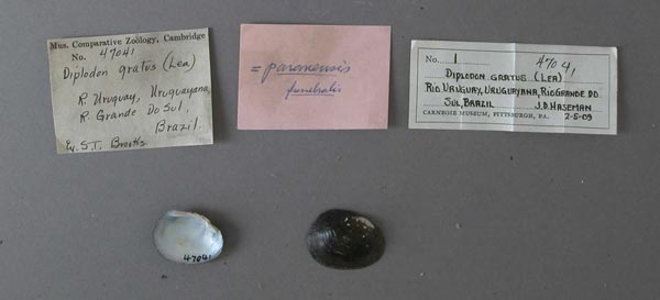 specimen