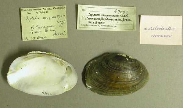 specimen