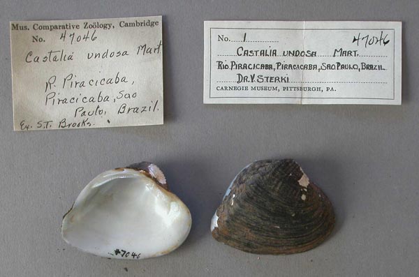 specimen