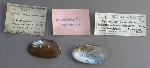 specimen