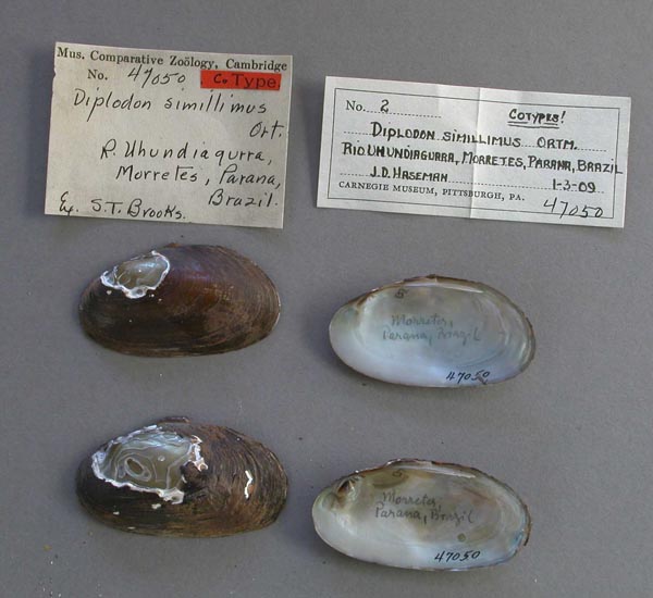 specimen