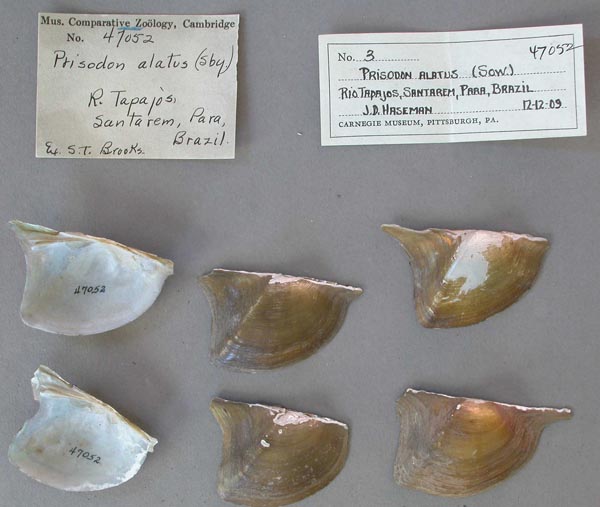 specimen