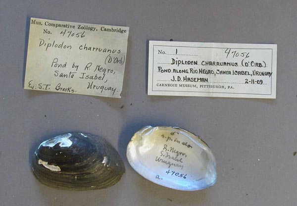 specimen
